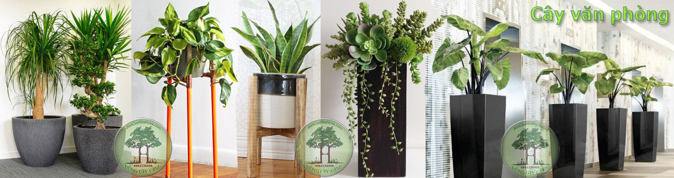 Cây công trình - Ms Hồng