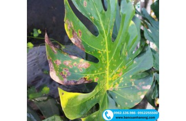 Cách trị bệnh đốm lá (rỉ sắt) trên cây trầu bà lá xẻ Nam Mỹ