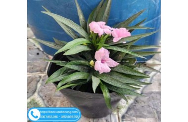 Hướng Dẫn Trồng Và Chăm Sóc Cây Chiều Tím Lùn