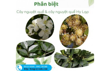 Phân biệt cây nguyệt quế (nguyệt quy) và nguyệt quế Hy Lạp làm gia vị,...