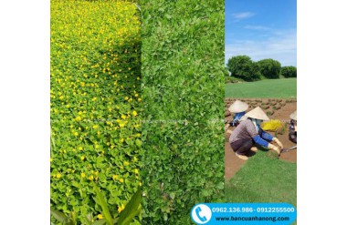 Gợi ý top 3 loại cỏ trồng nền thảm sân vườn, công trình đẹp