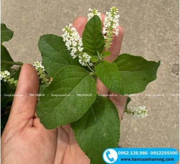 Hương thơm dịu dàng của bông hoa bạch trầm hương trắng là điểm đặc biệt khiến nhiều người yêu thích loại hoa này. Hiện vườn bán cây bạch trầm hương giá tốt tại Hà Nội. Cây bạch trầm hương - Sức quyến