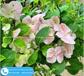 Cây Cẩm Tú Cầu Leo Giàn – Loại Cây Dây Leo Đẹp, Lạ