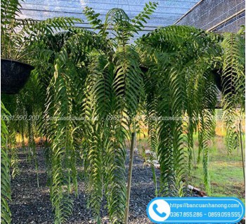 Khám phá cách chăm sóc cây dương xỉ thòng Thái cho không gian xanh mát.