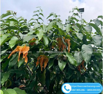 Cây Hoa Dẻ Cam – Hoa Đẹp Dân Dã, Thơm Quyến Rũ