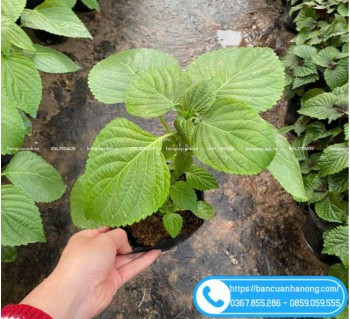 Cây Lá Mè Hàn Quốc