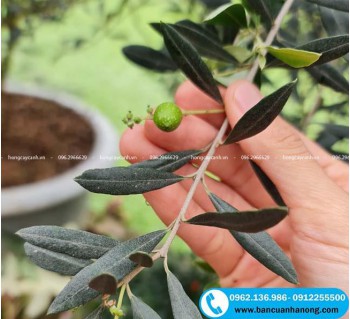 Cây Oliu cao 50-60cm, 1m, 1m5, 2m, 3m thuần khí hậu Hà Nội