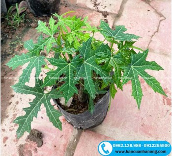 Cây rau mì chính ngắt ngọn xào, ăn lẩu giòn ngọt