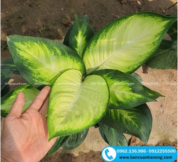 Cây sao sáng trồng nội thất sân vườn ít nắng