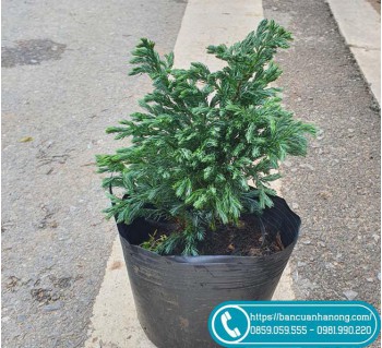 Cây tuyết tùng trồng sân vườn