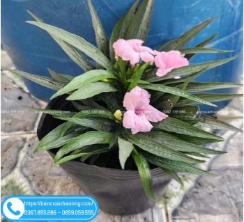 Cây Chiều Tím Lùn, Chiều Hồng Lùn Trồng Viền Nền Đẹp