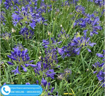 Hướng Dẫn Trồng Và Chăm Sóc Cây Thanh Anh Luôn Đẹp